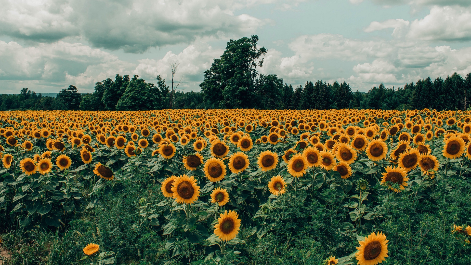 Sunflowers Fullhd